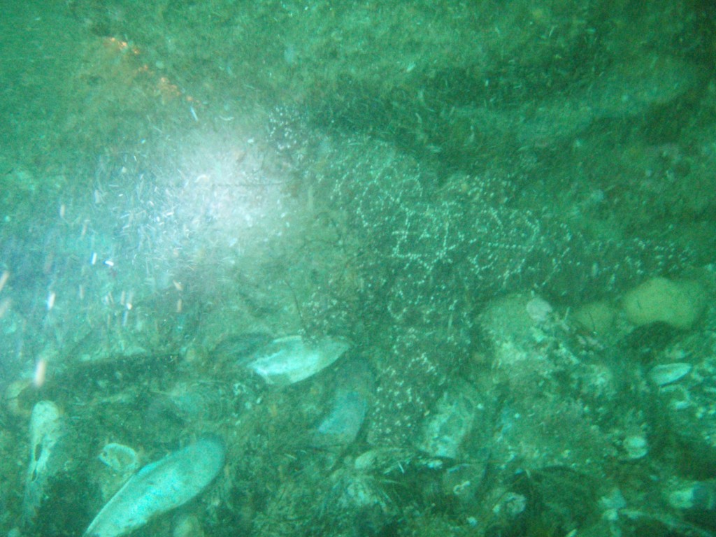 sm_p5183038.jpg