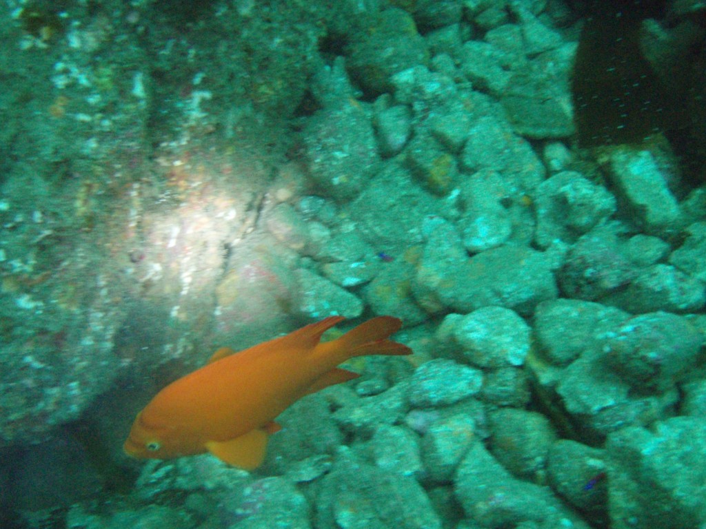 sm_P7063995.JPG