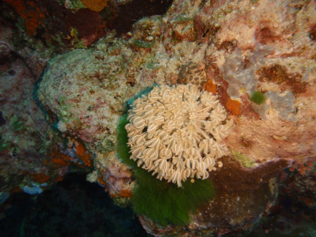 sm_P9034107.JPG