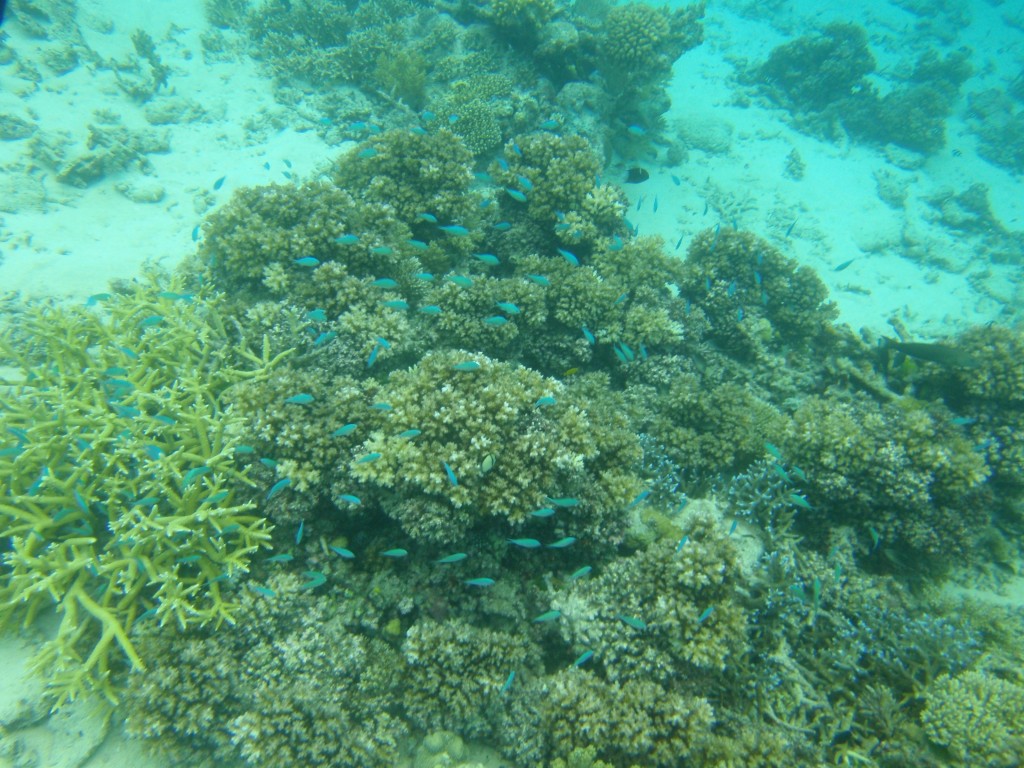 sm_P9034338.JPG